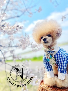 �u�₩�j�R�Wstyle