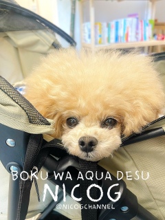 �ۂ���ƃ����R�Ɛl�Ԃ��ώ@