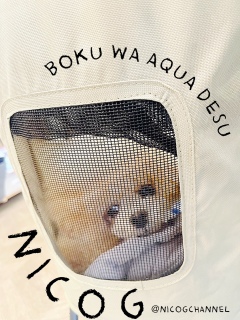 �R�b�\�����D���݂����ł�