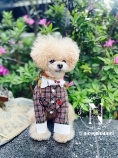 ���̃u���E�X���Ă�j�R�W������