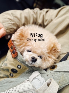 �l���l���j�R�W