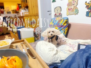 �f�B�W�[�Ȃ�H�f�[�W�[�Ȃ�H