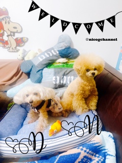 ��������Ⴂ�܂�