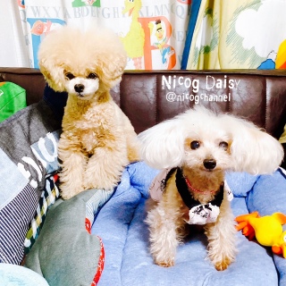 �f�B�W�[�D�����̂ɋْ����Ă�j�R�W�܂�