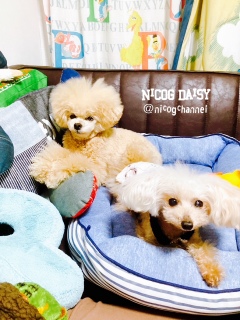 �y�b�g���ǁ[���ȃj�R�W�܂�