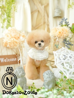 �ŐV�̃g���~���O�j�R�W1