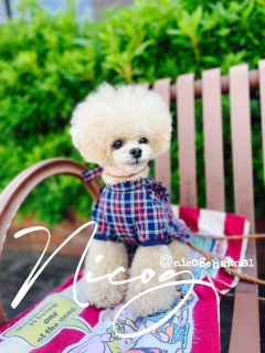 �q����������SC�Ńj�R�W�̂��C�����́c