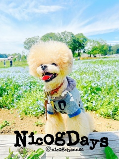 Smile�ISmile�I