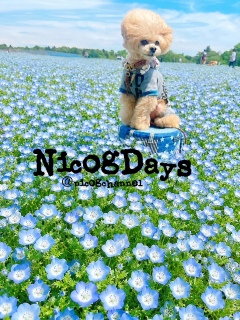 �`���b�s�[�Ńs�[�N���Č����I�H