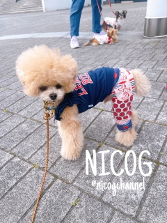 NICOG���