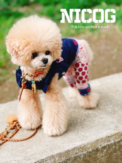 ����ł�����̃J�b�g�͂����}�}�ɂ͕]���ǂ�
