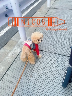 �}�}�[�����Ă�́H�I�ȁH