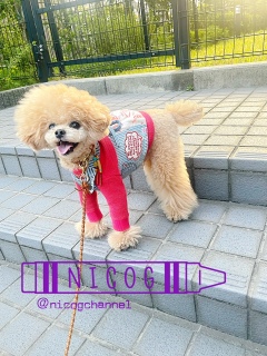 ���͂��ȃj�RSmile