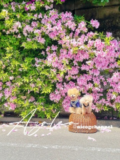 �����ďΊ�ɂȂ�NICOG