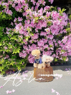 �I��肩���Ȃ̂ɐ܊p�s�����̂ŎB�鎄�ł�
