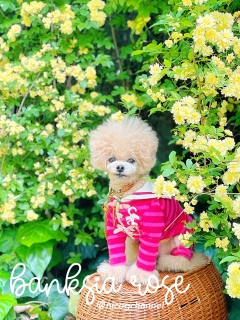 ���������̃j�R�W