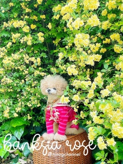 iPhone�Ȃ�łǂ����{�P�ĂȂ�
