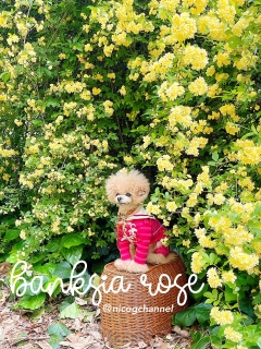 �����j�R�W�ƃ��b�R�E�o���̋���
