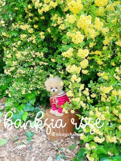 ���b�R�E�o���̑����s���܁[���I