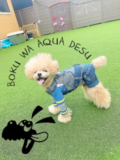 ���̓��͔�������������j�R�W�͏����킯����Ȃ��ďΊ炾�ˁH