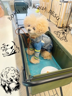 �J�[�g����Ȃ��Ȃ����́H�H