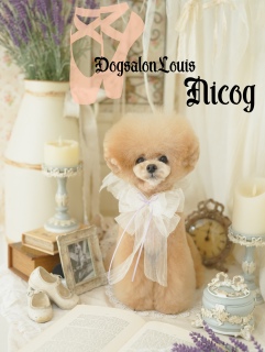 DogsalonLouis�������ʐ^1