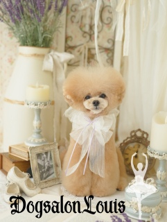 DogsalonLouis�Œ������ʐ^2