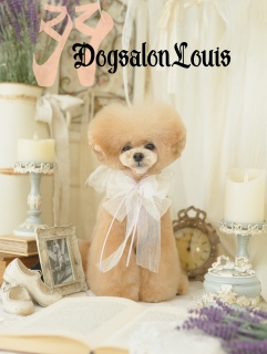 DogsalonLouis�Œ������ʐ^3