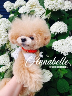 SC����̋A�蓹�ɂ���A�i�x��