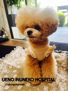 �\�h�ڎ�ŕa�@��