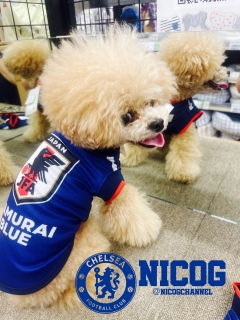 SAMURAI BLUE�̎������j