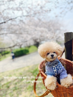�J�S�ɂ����Ƃ��鐝�j�R�W