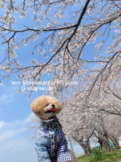 ��ƍ��͑�D��