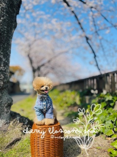 �R�R�̍����V����