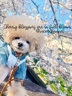 ����۔[�ߓ�