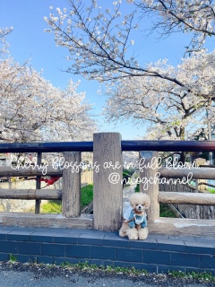 ���̐쉈���̍����V����������