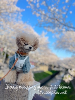 �ǂ��ʐ^�ł��Ȃ����ǂ��̃o�����X���D���Ȃ̂Łc
