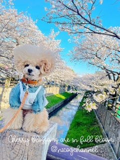 ���̎��̓{�T�{�T�j�R�W�ł����D�悾��