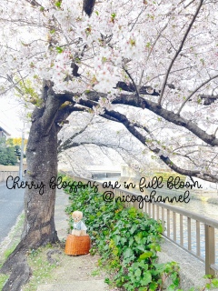���炵���Ȃ�