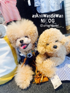 asknowasdewan��