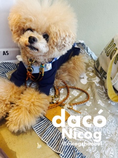 �g���~���O�O�߂��ă��P���P�Ȃ̂ň������炸�B
