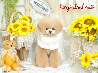 DogsalonLouis���������ʐ^1