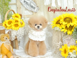 DogsalonLouis���������ʐ^2