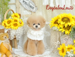 DogsalonLouis���������ʐ^3