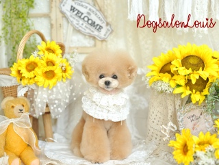 DogsalonLouis���������ʐ^4