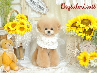 DogsalonLouis���������ʐ^5