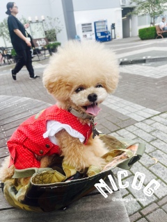������̂��U���j�R�W