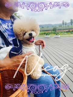 �p�p�ɂׂ�����������܂�