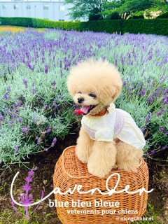���̃����s��D��