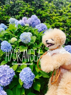 �e���̎��z��